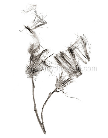 Field Study  No. 10