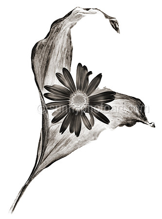 Field Study  No. 65