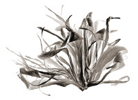 Field Study No. 27