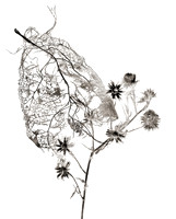 Field Study  No. 9