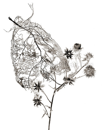 Field Study  No. 9