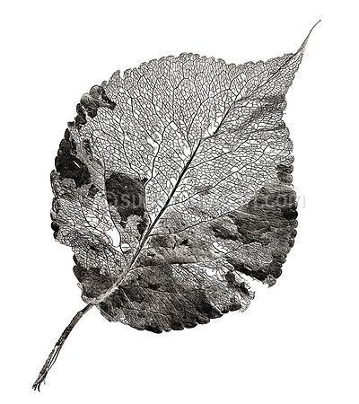 Field Study No. 37