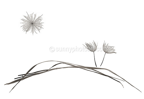 Field Study No. 54