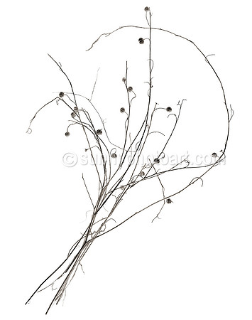 Field Study No. 45