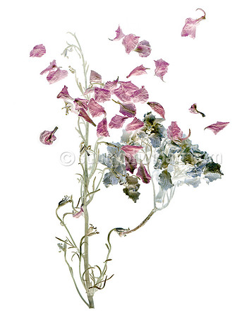 Petalscape II