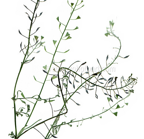 Field Study No. 42