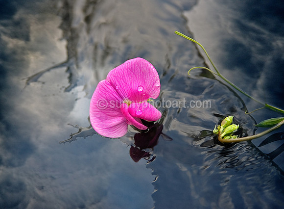 Ophelia