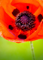 Delights of June