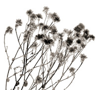 Field Study  No. 20