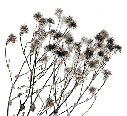Field Study  No. 20