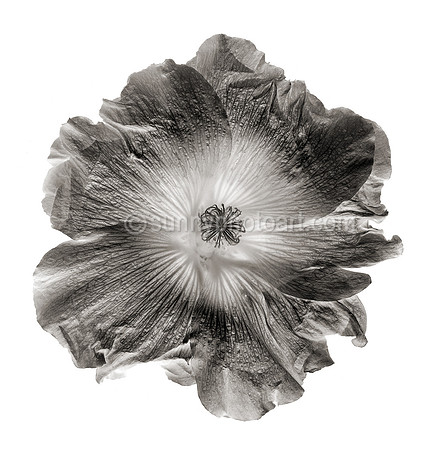 Field Study  No. 105