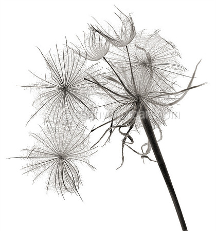 Field Study  No. 63