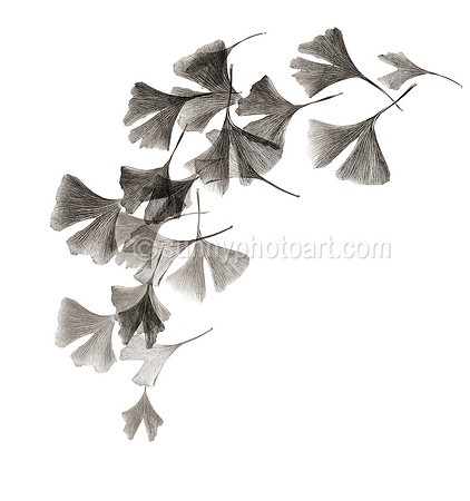 Field Study  No. 61