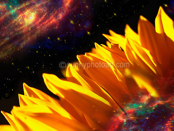 We the Stars II