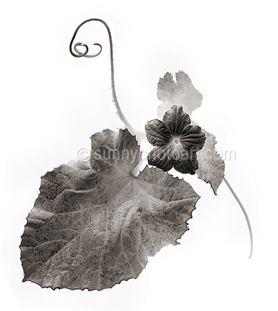 Field Study  No. 115