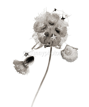 Field Study No. 26