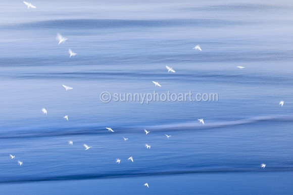 Ocean Blues