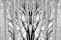 Winter Music