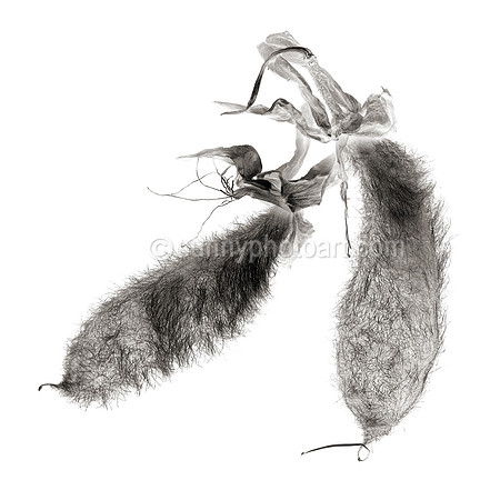 Field Study No. 91