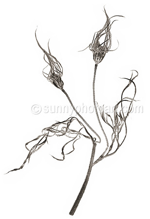 Field Study No. 35