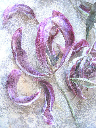 Floral Study No. 12
