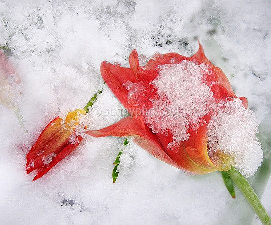 Late Snow