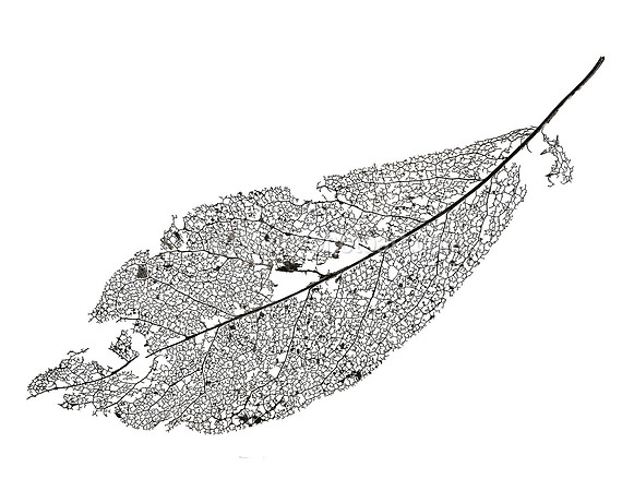 Field Study  No. 22