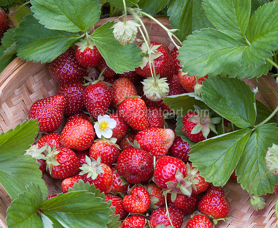 Sweet Harvest