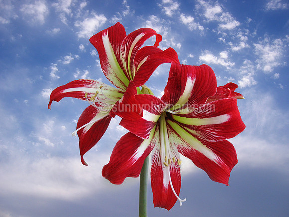 Holiday Blooms