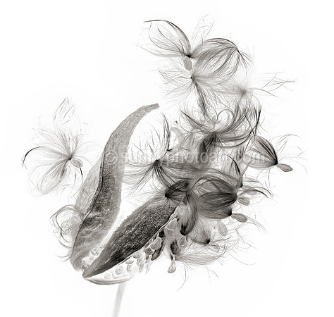 Field Study  No. 119