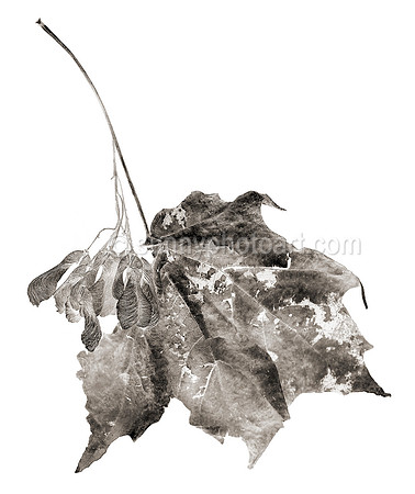 Field Study No. 28
