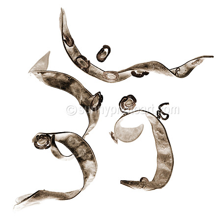 Field Study  No. 121