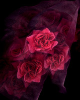 Tears under the Veil