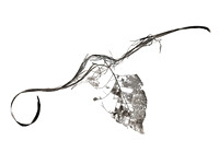Field Study  No. 21