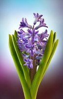 Emerging