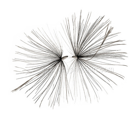 Field Study  No. 123