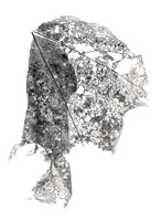 Field Study  No. 14