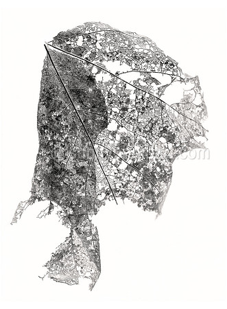 Field Study  No. 14
