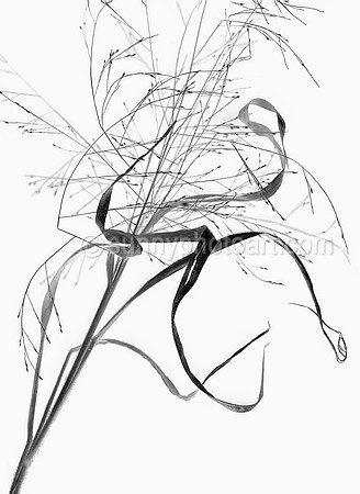 Field Study No. 41