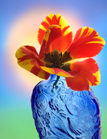 Red Tulip and Blue Vase