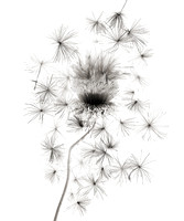 Field Study  No. 4