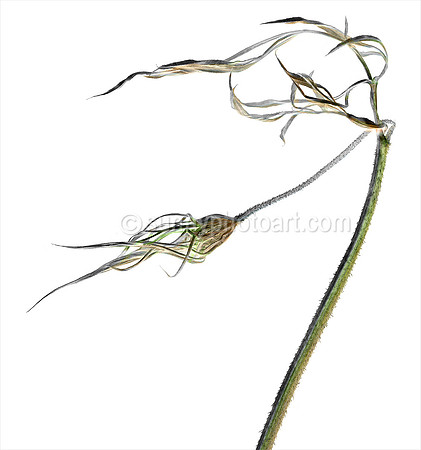 Field Study No. 31