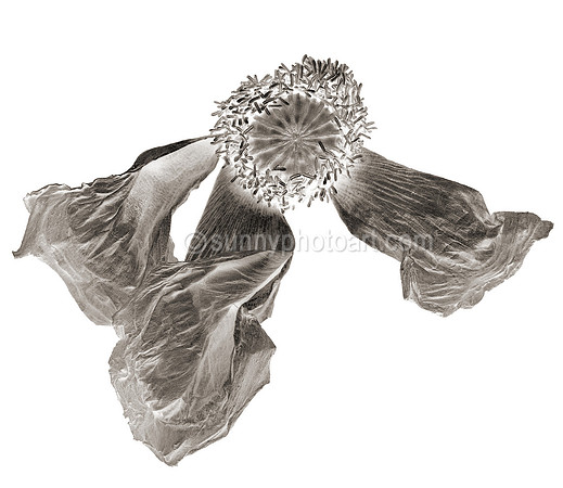 Field Study No. 46