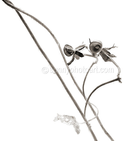 Field Study No. 33