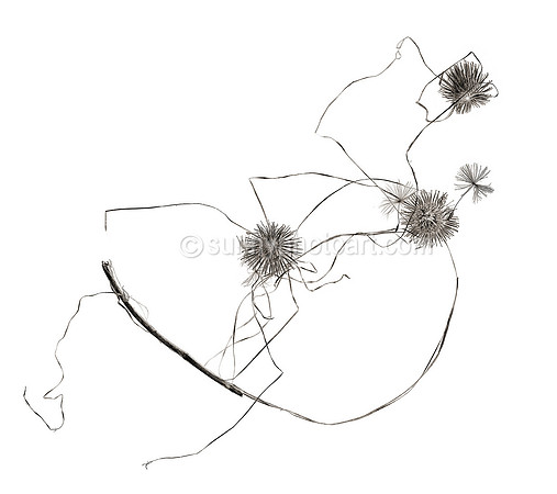 Field Study  No. 58