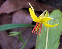 Forest Floor Wonder