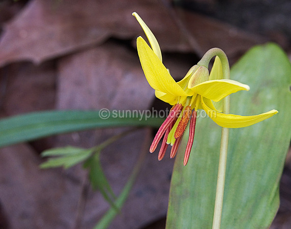 Forest Floor Wonder