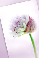 Garden Note