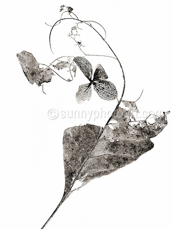 Field Study No. 25