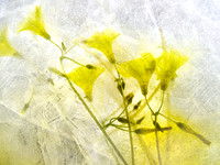 Floral Study No. 10